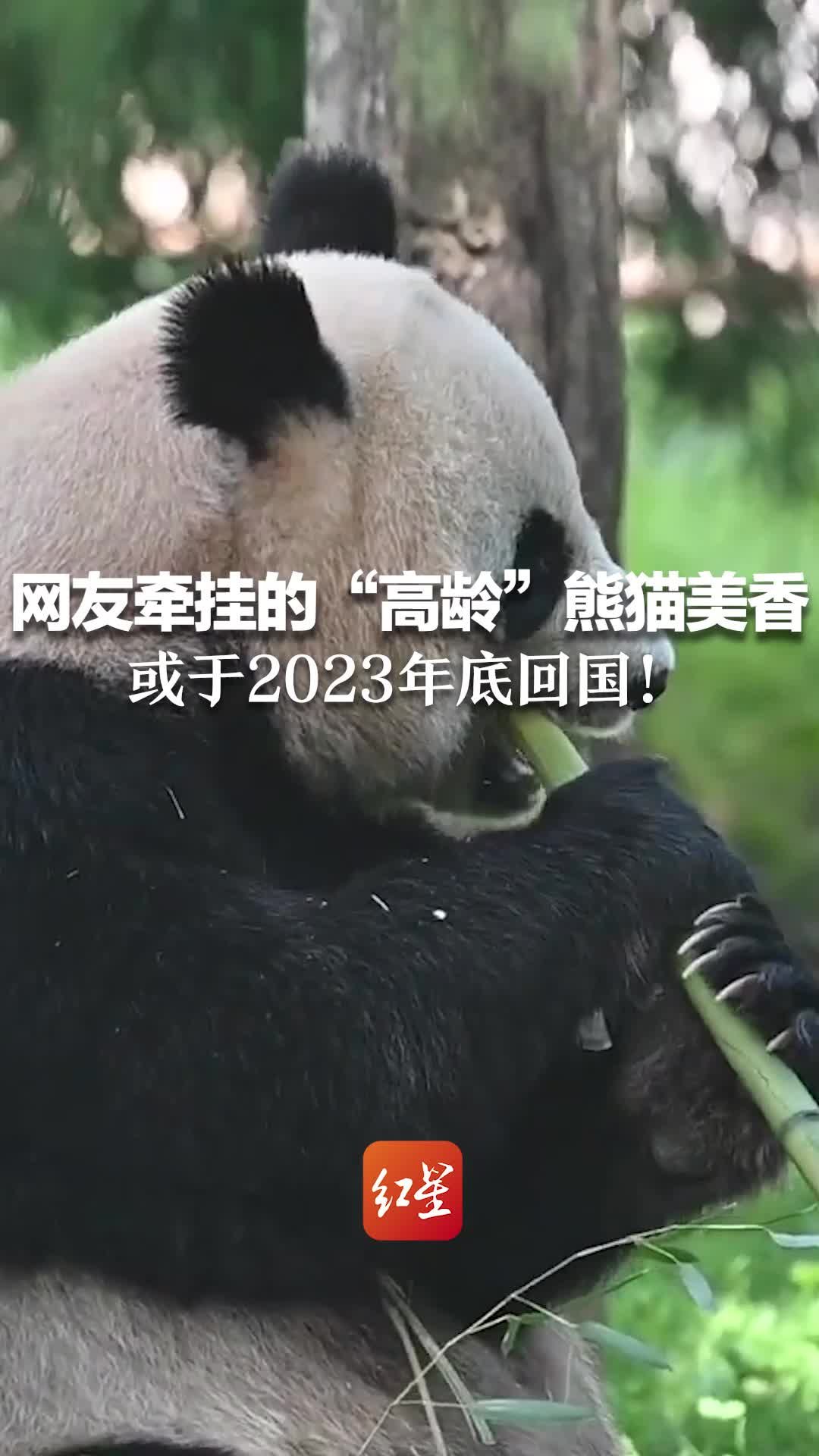 好消息！大熊猫美香顺利产下幼崽