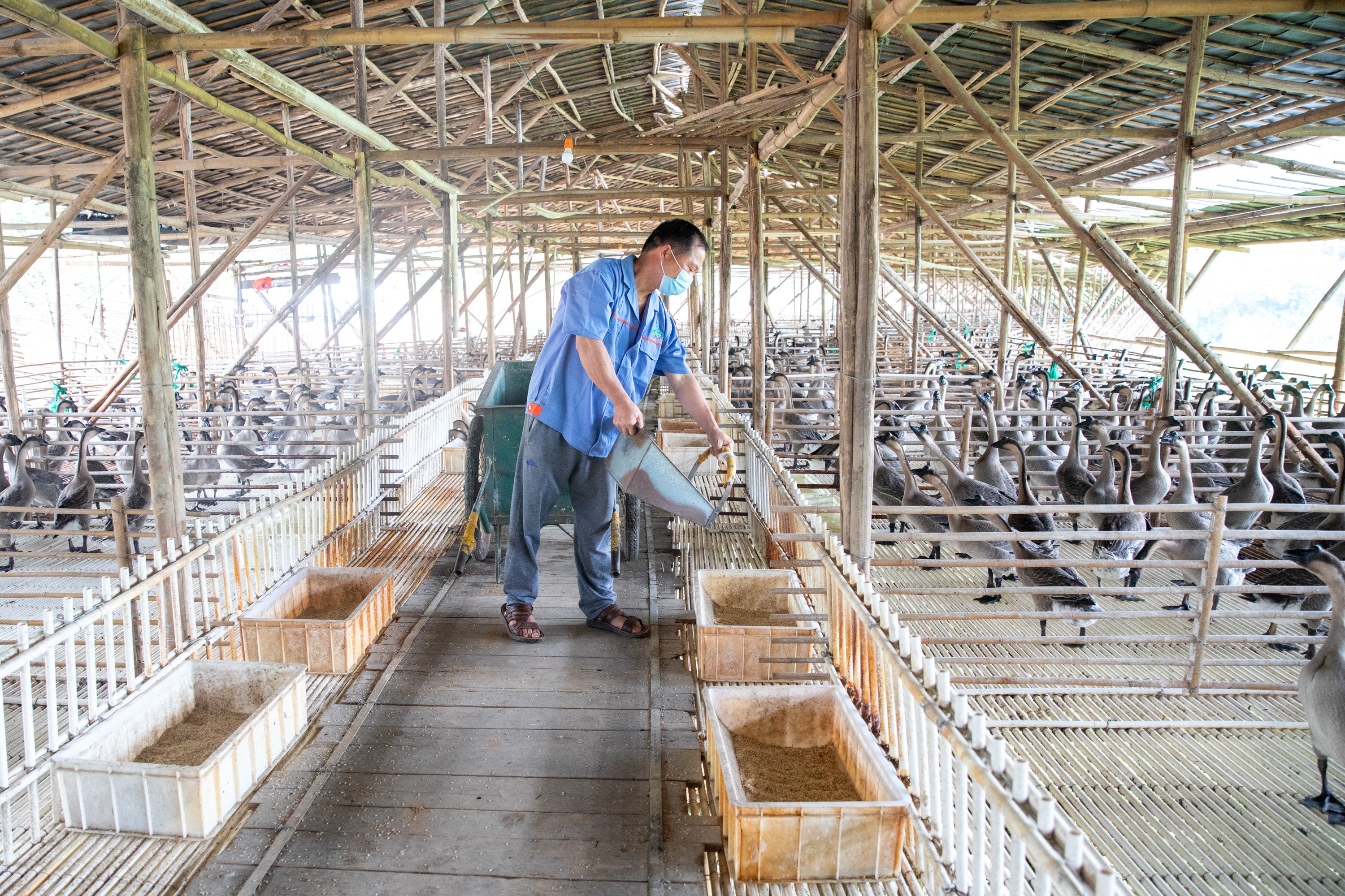 苗迳村三洲黑鹅养殖场内，工作人员在喂养三洲黑鹅。（图：洪海）