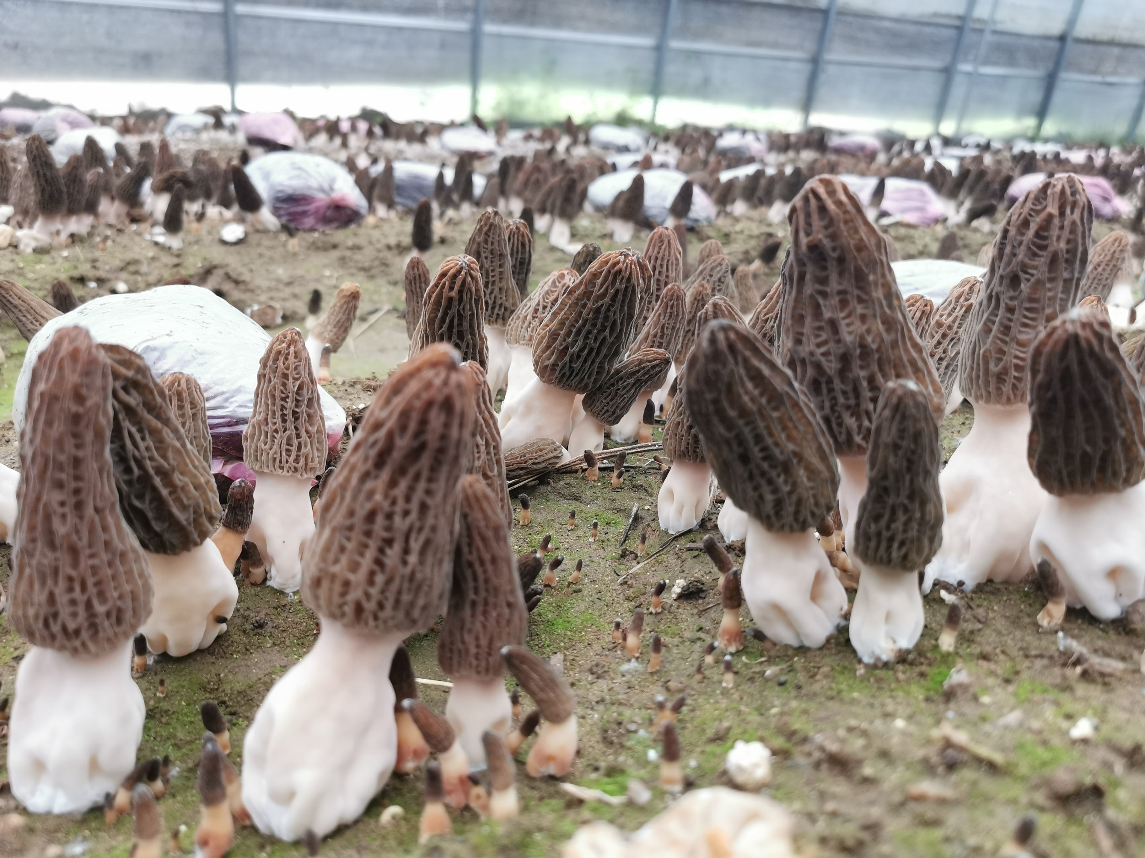 “茁壮”成长的羊肚菌。