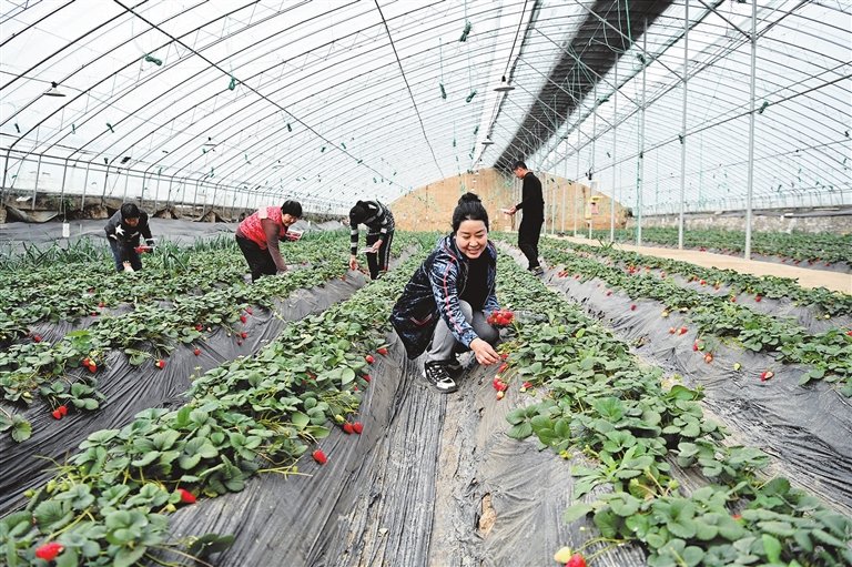 特色农业赋能乡村振兴