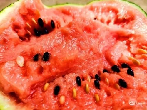 成熟的西瓜品型好,口感沙脆、汁多味甜。 杨燕 摄