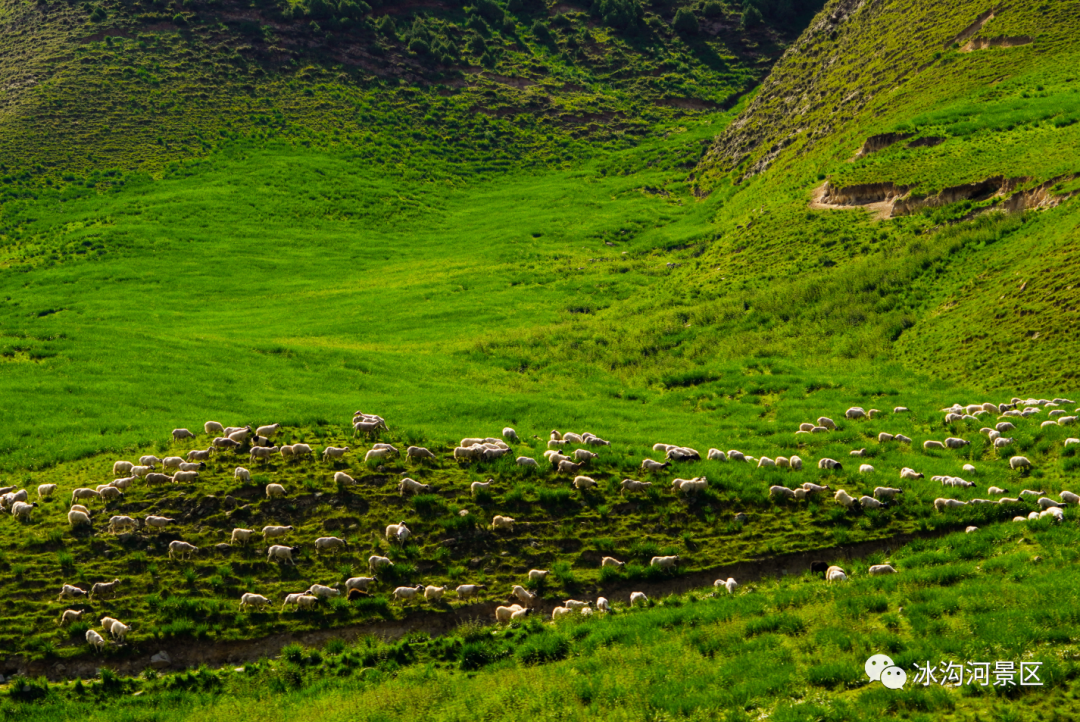 马兰花大草原(来源:冰沟河官网)