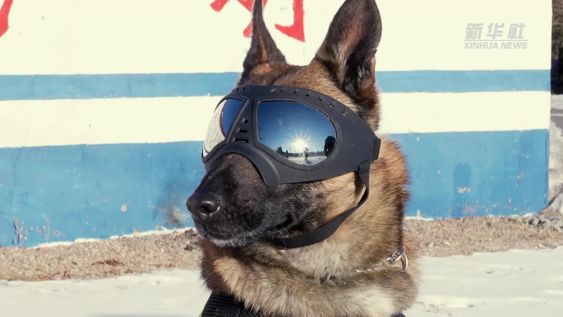 功勋犬来啦全能警犬黑豹