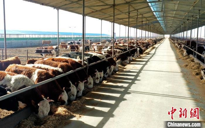 3月下旬，甘肃民勤县标准化养牛大棚宽敞明亮，膘肥体壮的肉牛吃着草料。邸海霞　摄