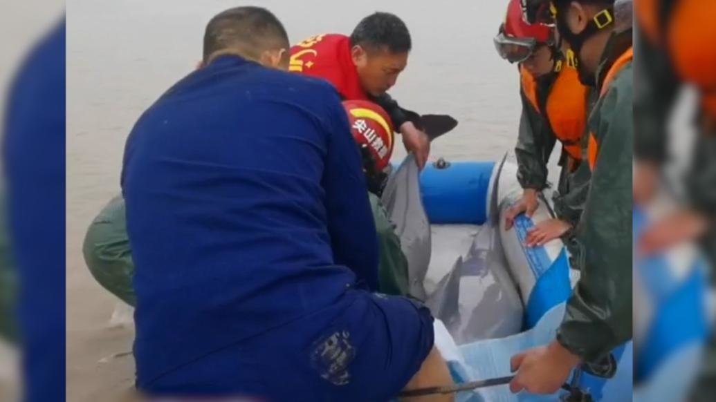 两只江豚搁浅钱塘江浙江海宁段，已被救起放归江中
