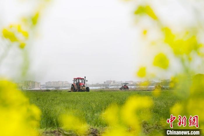 图为江西上高县盛开的金色油菜花旁，几台农机正在翻耕土地。　陈旗海 摄