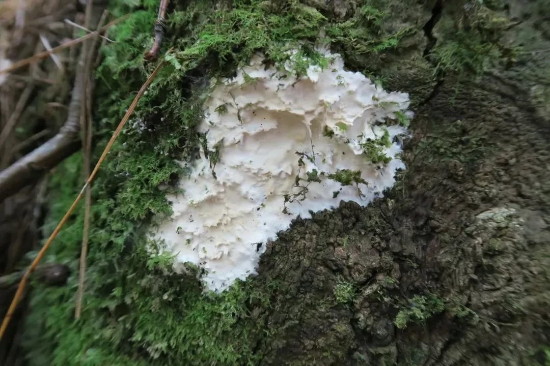 白色笼头菌图片