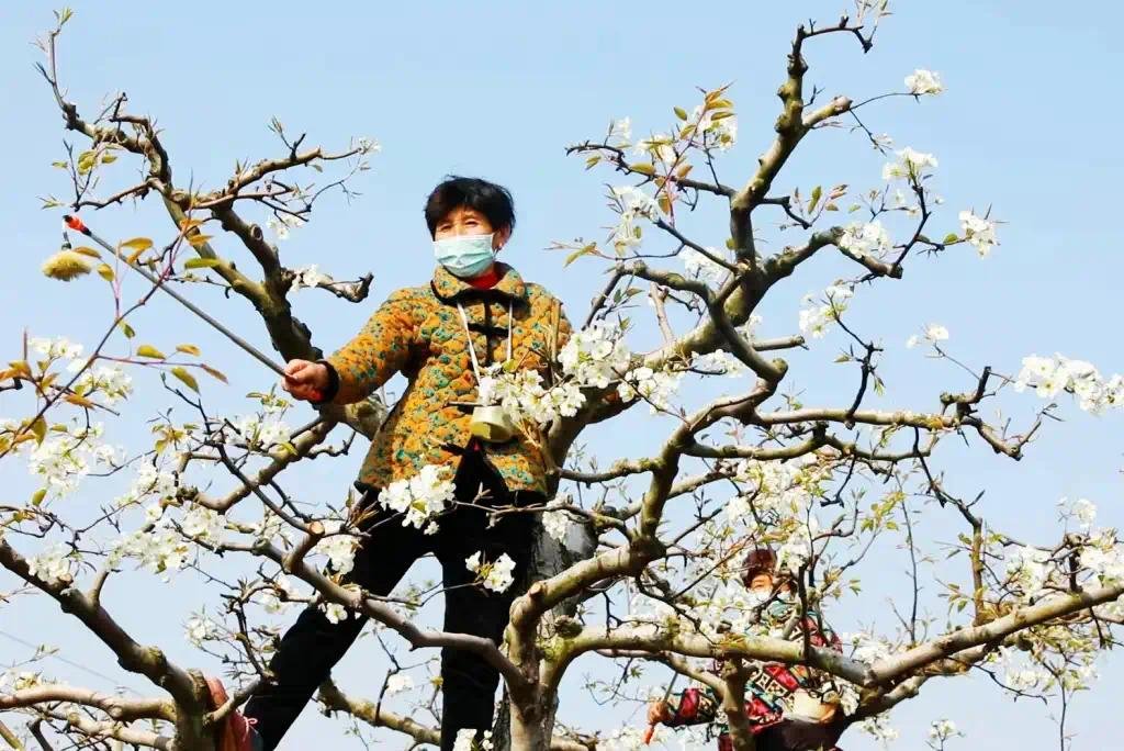 葛天故里 梨花飞雪|中国·宁陵第二十届梨花节盛大开幕