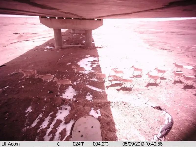 在国家公园里,如何修一条人与动物能和谐相处的道路?