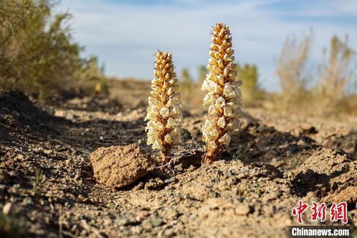 图为甘肃省白银市靖远县若笠乡黄土塬上种植的肉苁蓉（资料图） 雷艳玲 摄