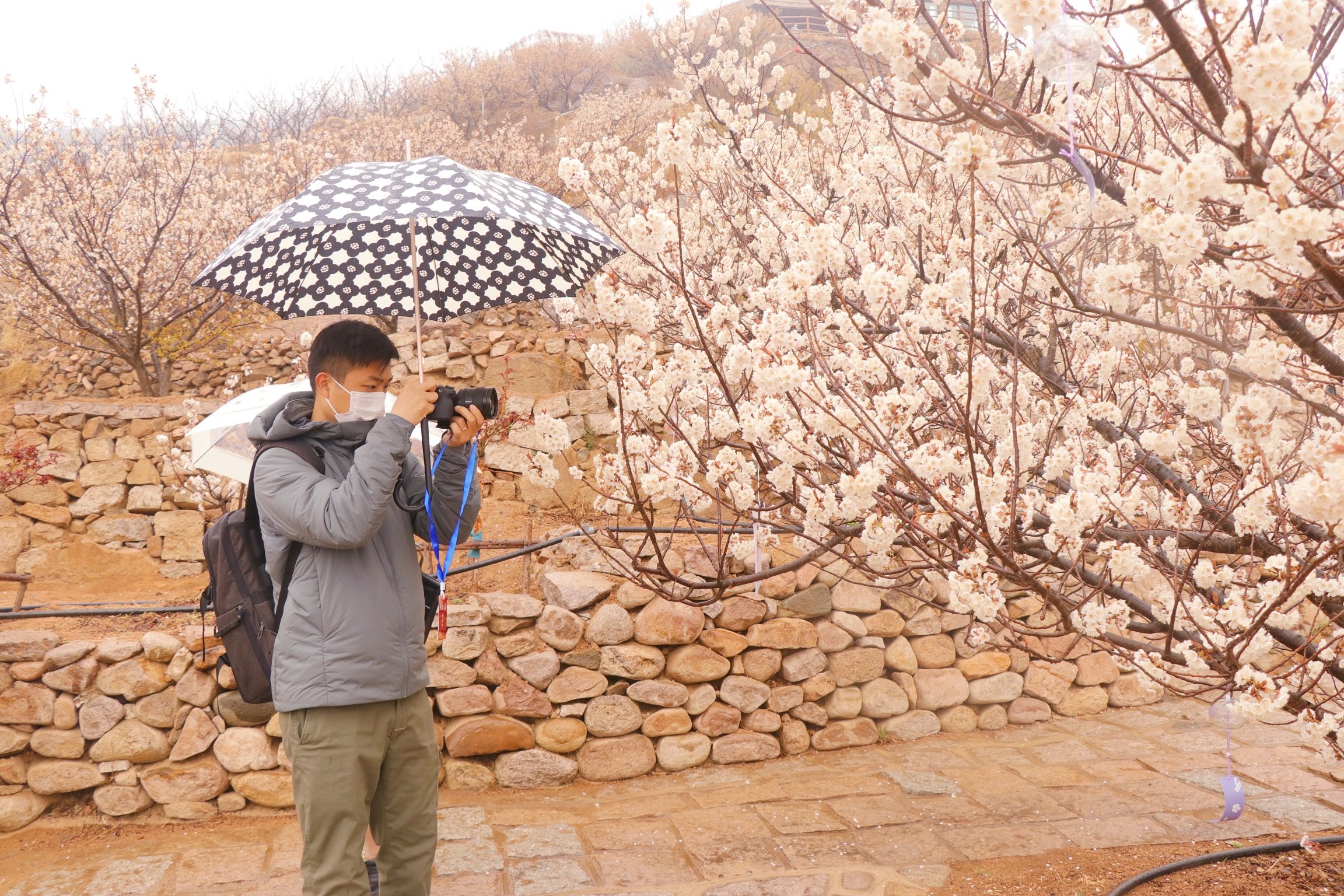 见证青岛|以节为媒 走进“花海崂山”