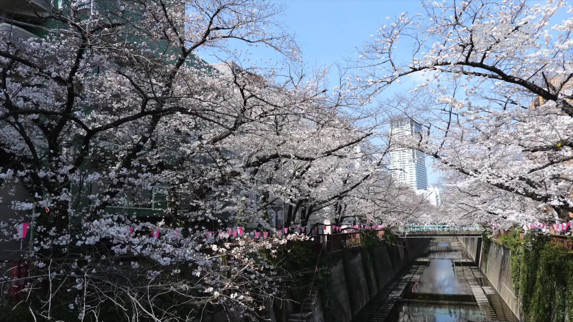 东京樱花迎来满开