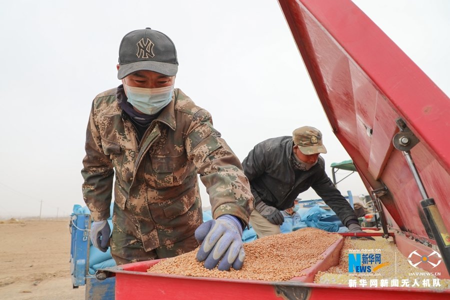 粮农们正在将备好的小麦种子、肥料一起放进播种机 新华网发（王晓泾 摄）