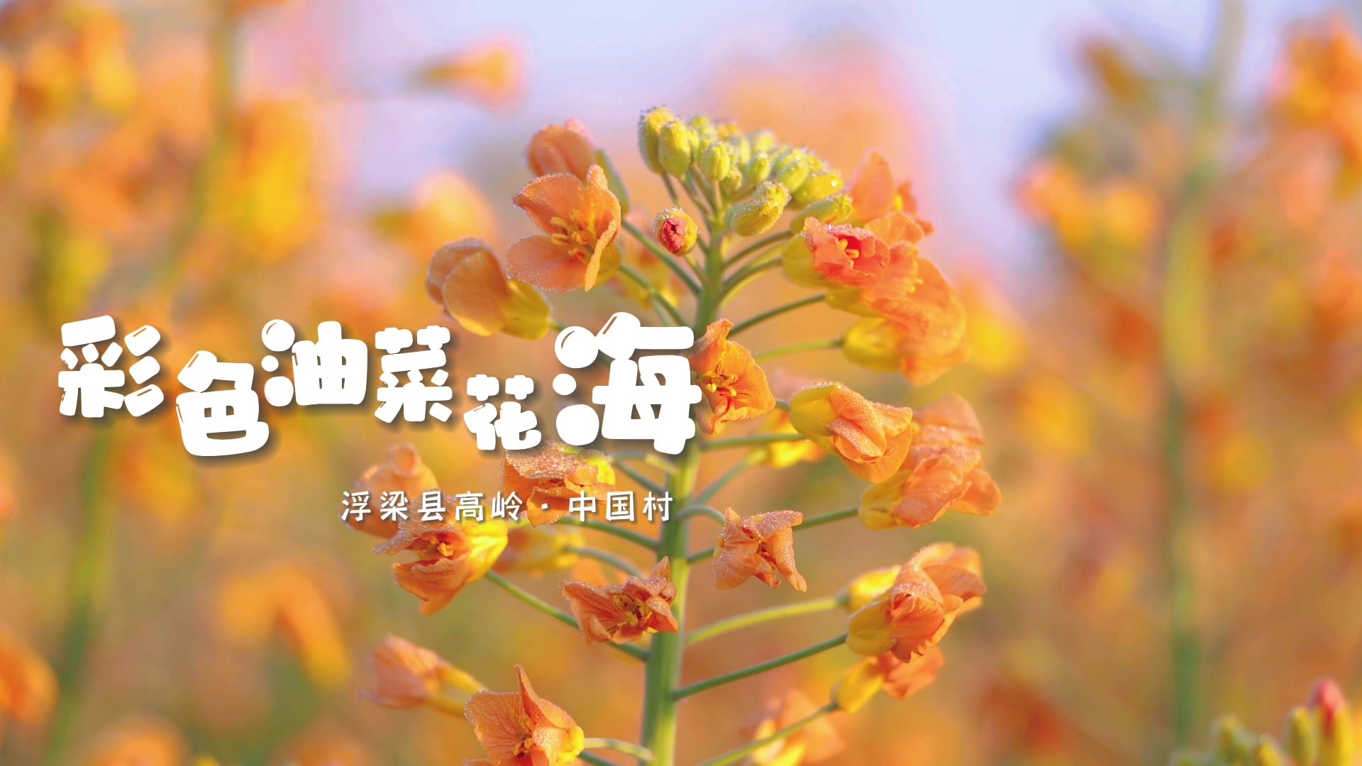 春季，邂逅诗意江西｜浮梁县：彩色油菜花海