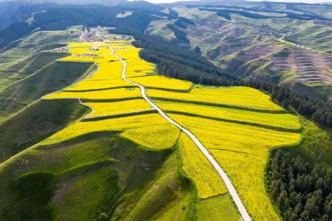 大红沟村油菜花梯田