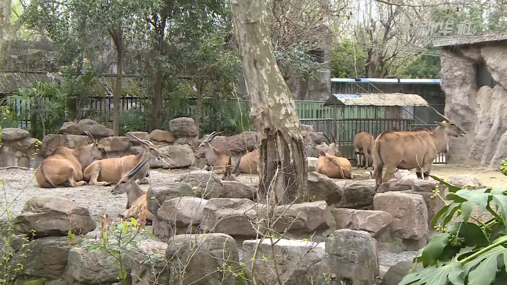 上海动物园：多种珍稀食草动物喜添丁