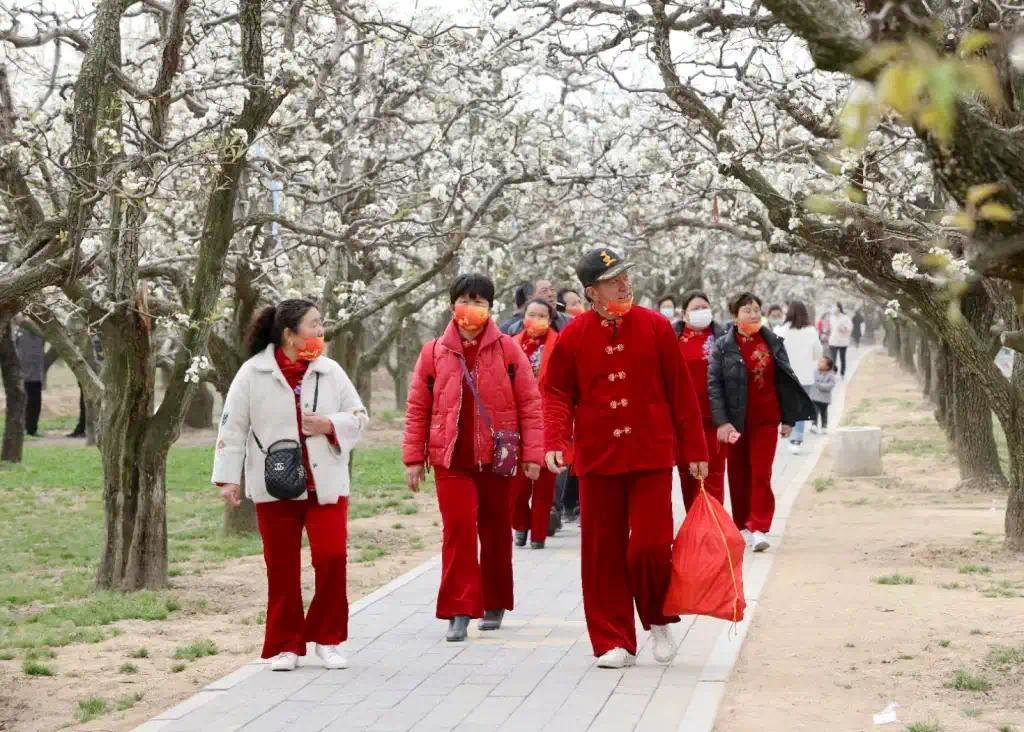 葛天故里 梨花飞雪|中国·宁陵第二十届梨花节盛大开幕