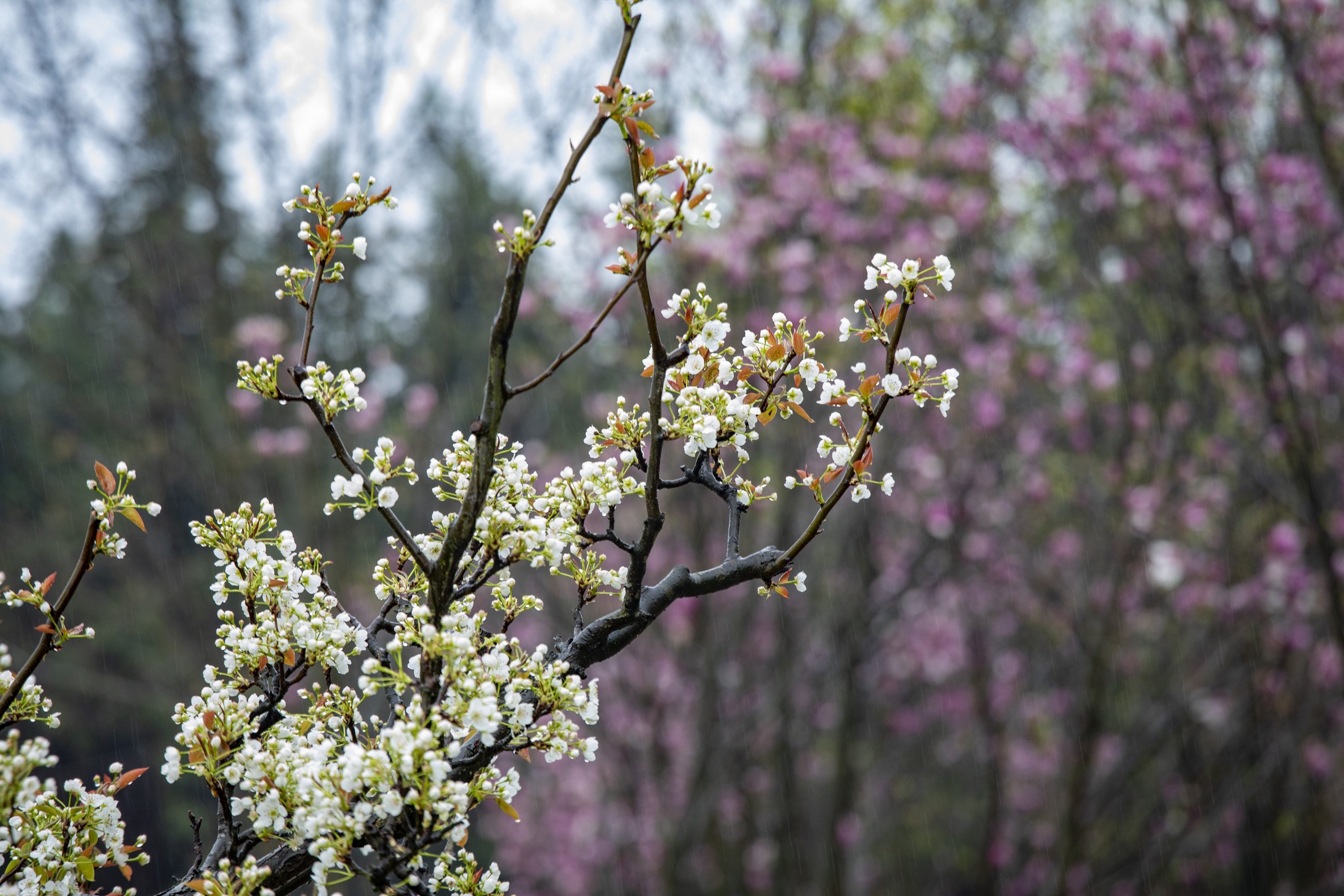 江西武宁：满园梨花俏争春