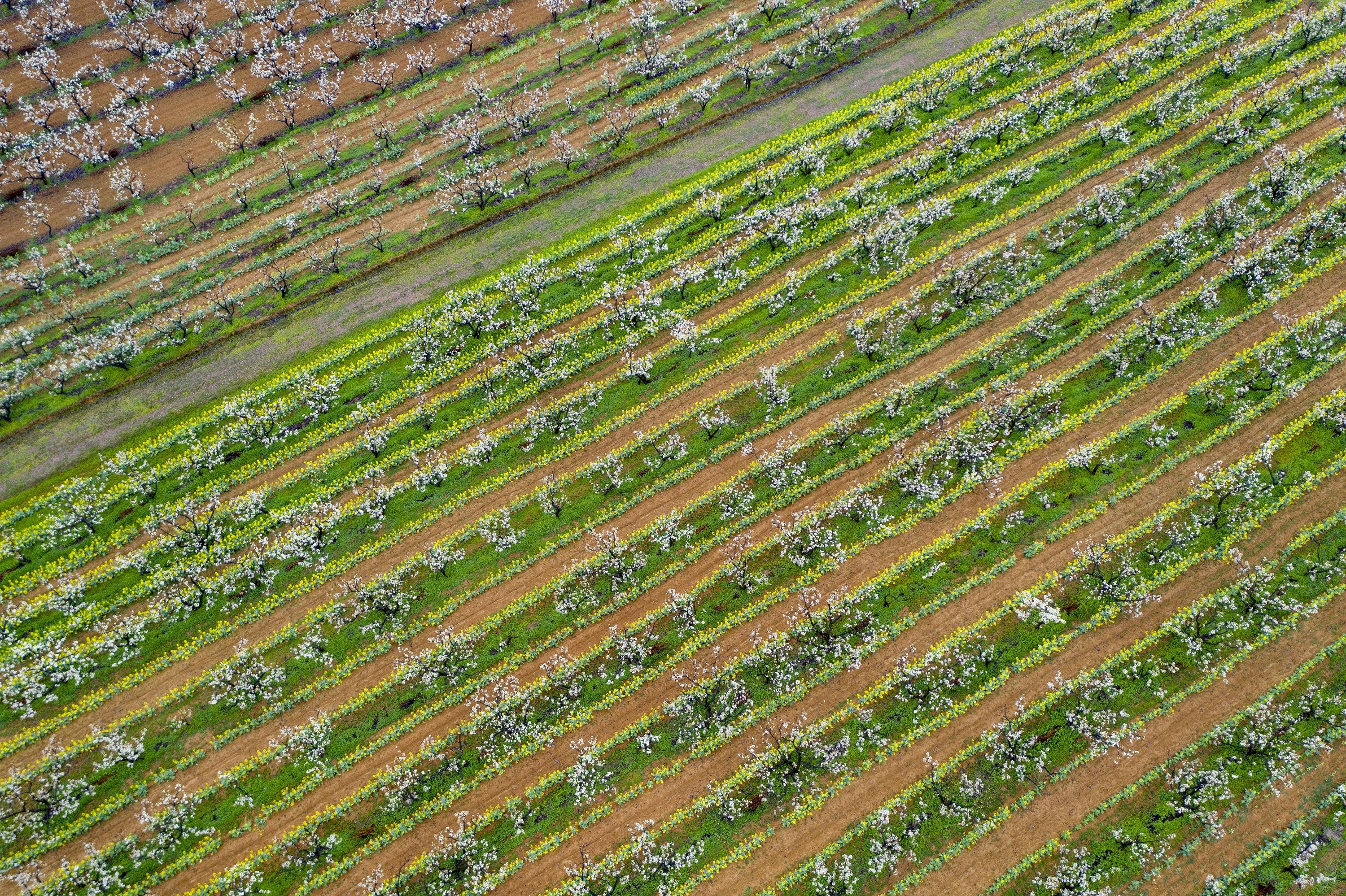 江西武宁：满园梨花俏争春