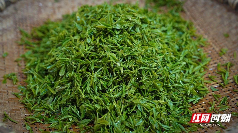 刚采的云雾鲜叶。