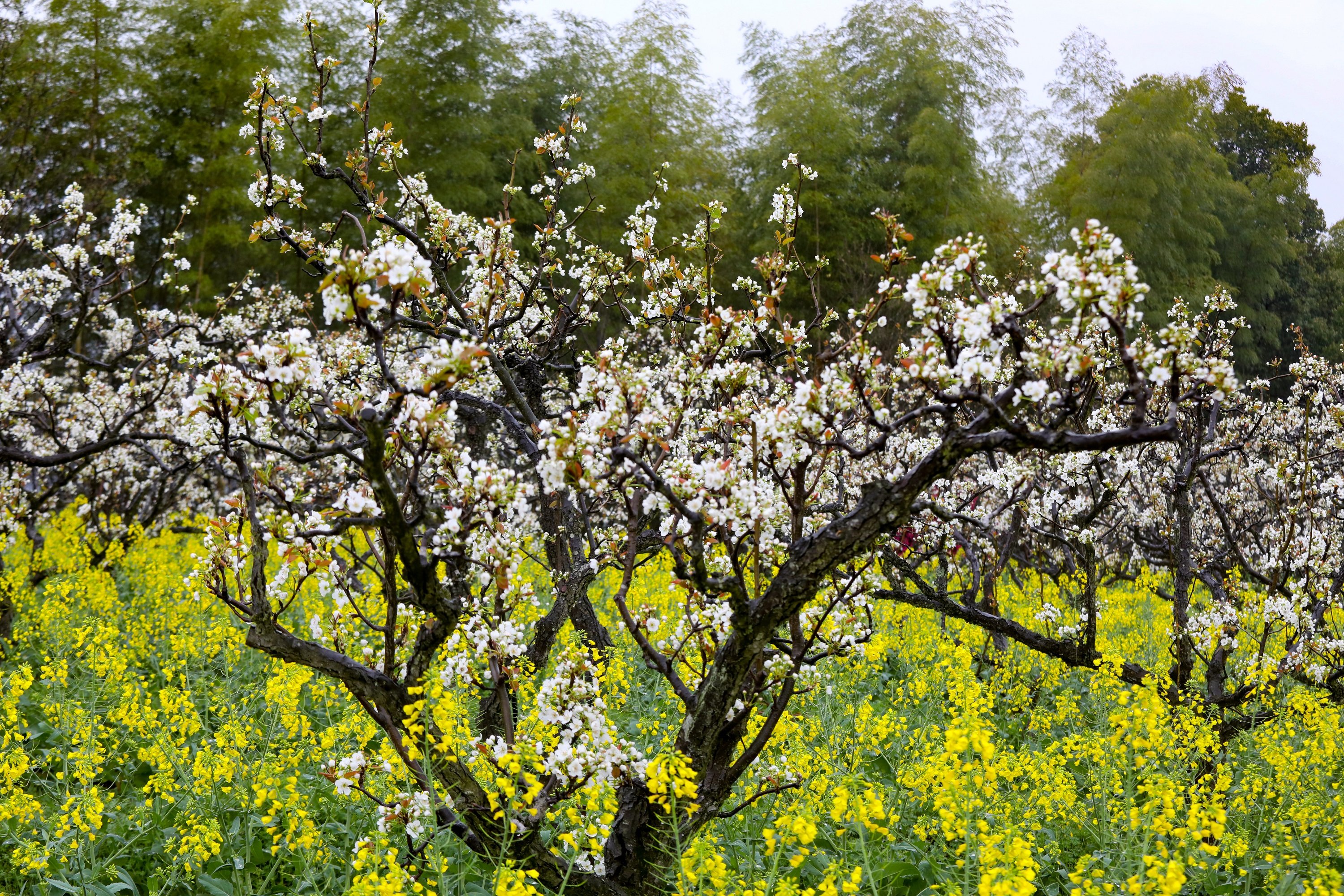 江西武宁：满园梨花俏争春
