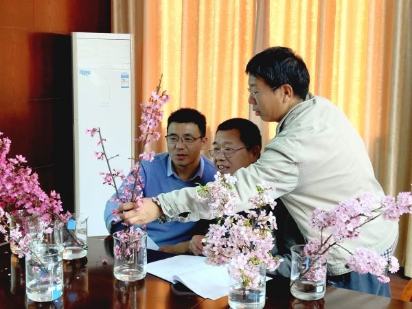 3月4日，国家林草局专家组来汉，对“楚天红日”等四个国樱新品种进行实地审查。通讯员杨蕴焓　摄