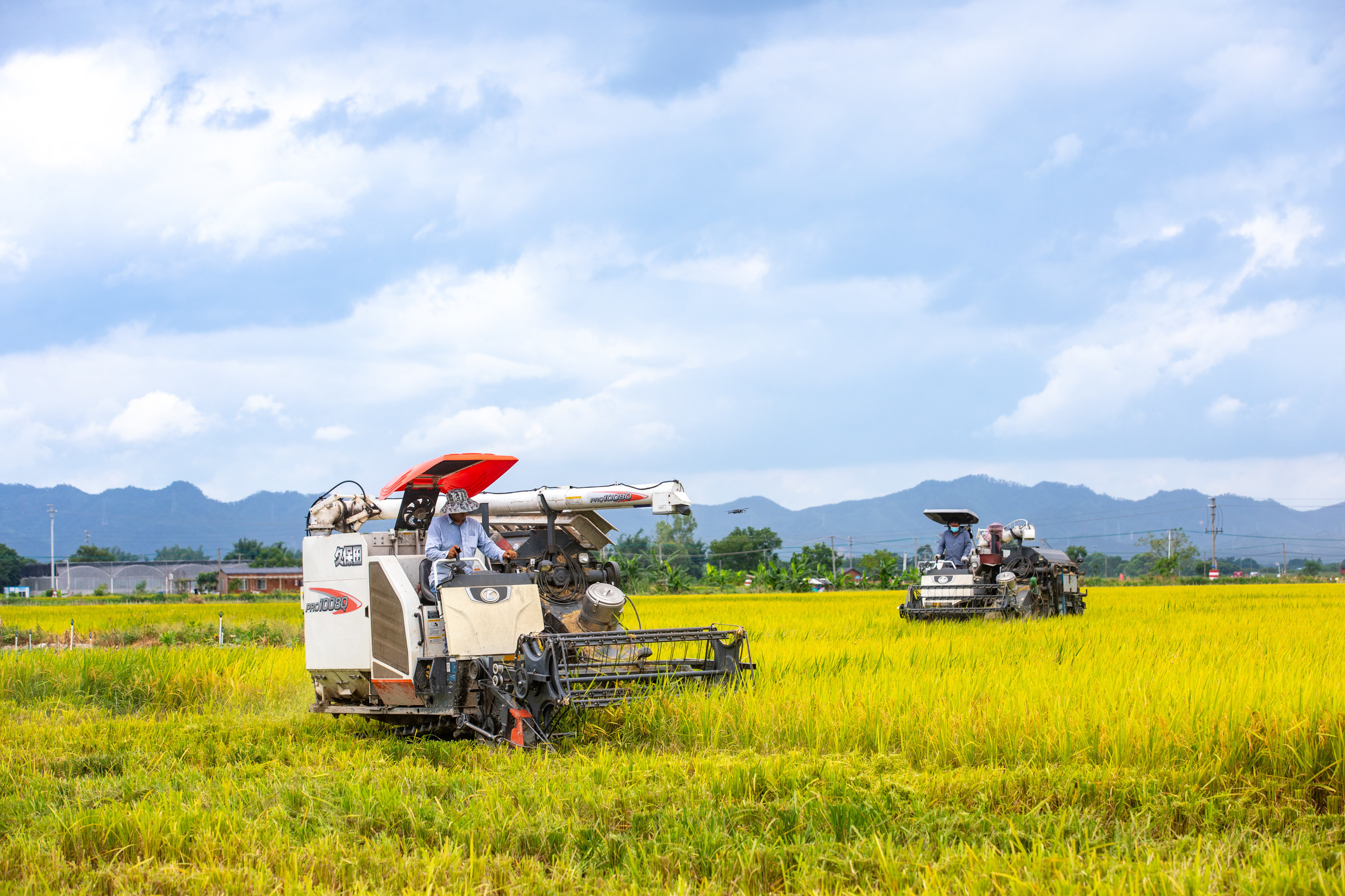 高明区富硒丝苗米产业园核心区晚稻丰收。（图：洪海）