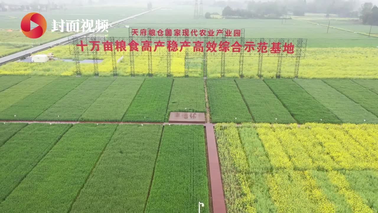 探访成都“天府粮仓”：油菜种植面积17.8万吨，今年有望迎丰收丨天府粮心
