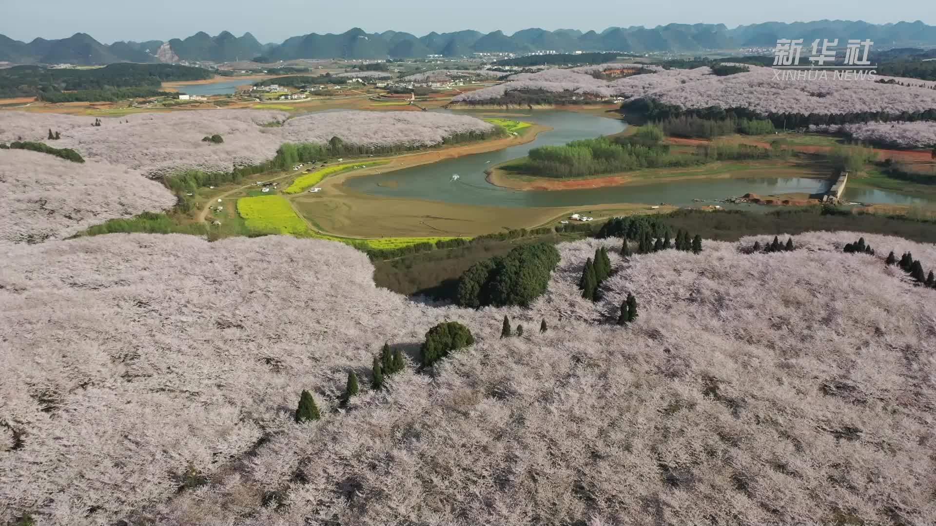 春天你好！贵州贵安万亩樱花再赴春约