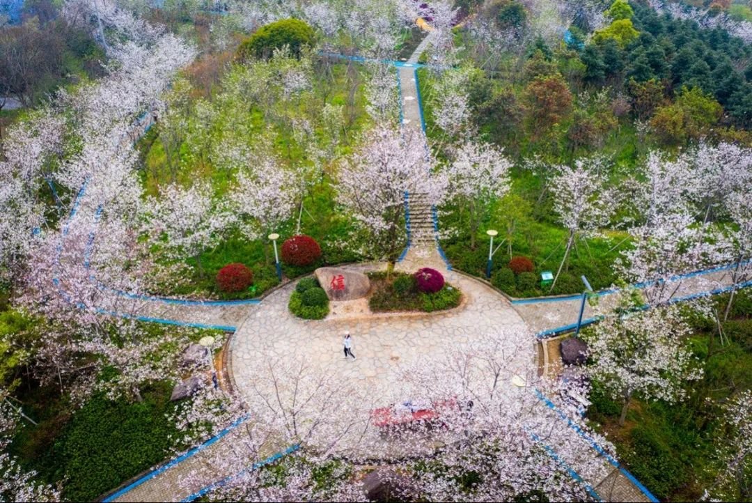 宁海桥头胡樱花节图片