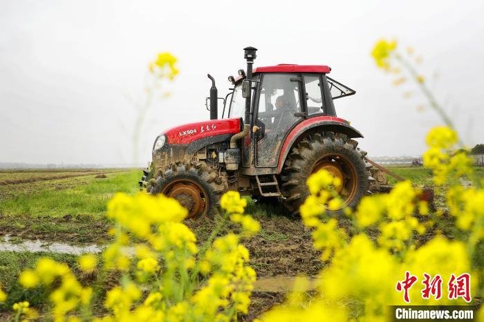 图为江西上高县盛开的金色油菜花旁，农机正在翻耕土地。　陈旗海 摄
