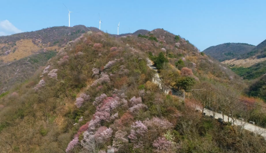 九江德安：“樱花经济”助力乡村振兴
