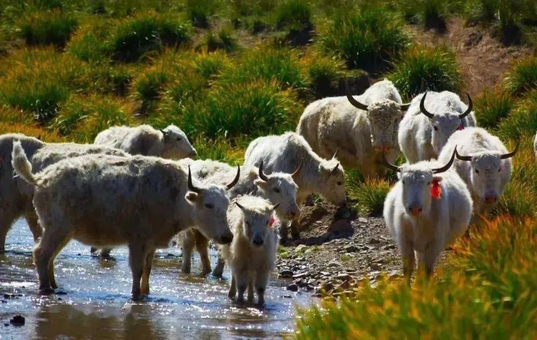 武威,最吸引你的是什么?