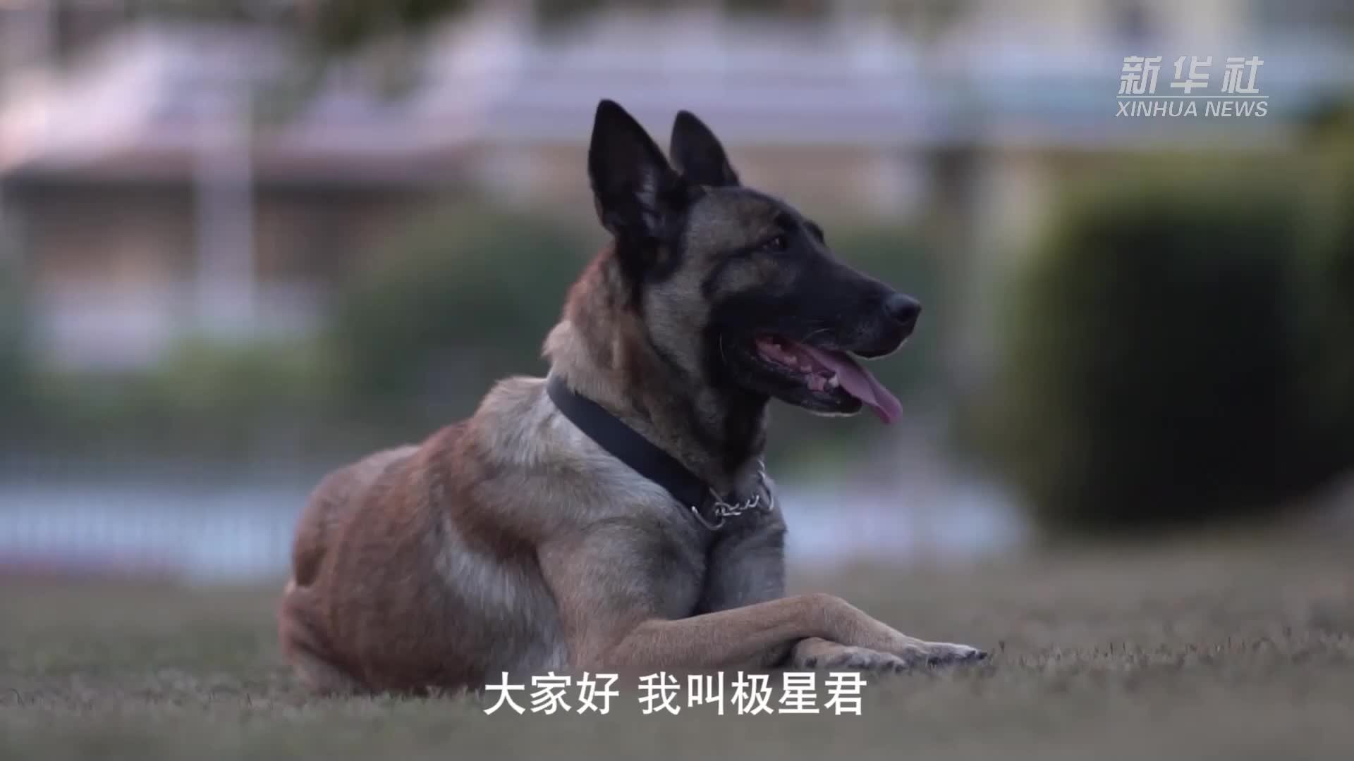 搜毒犬品种图片