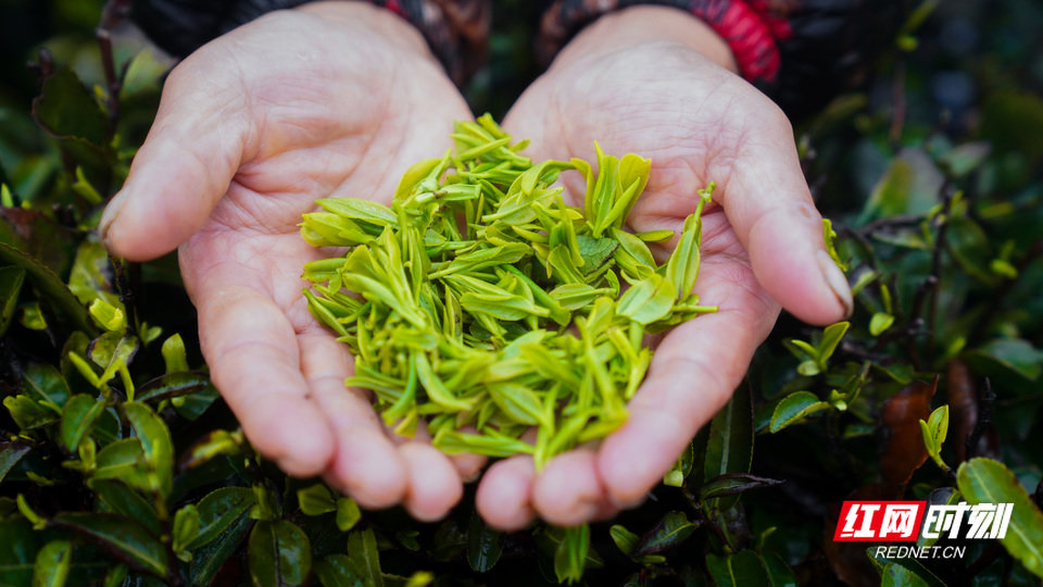 云雾茶鲜叶。