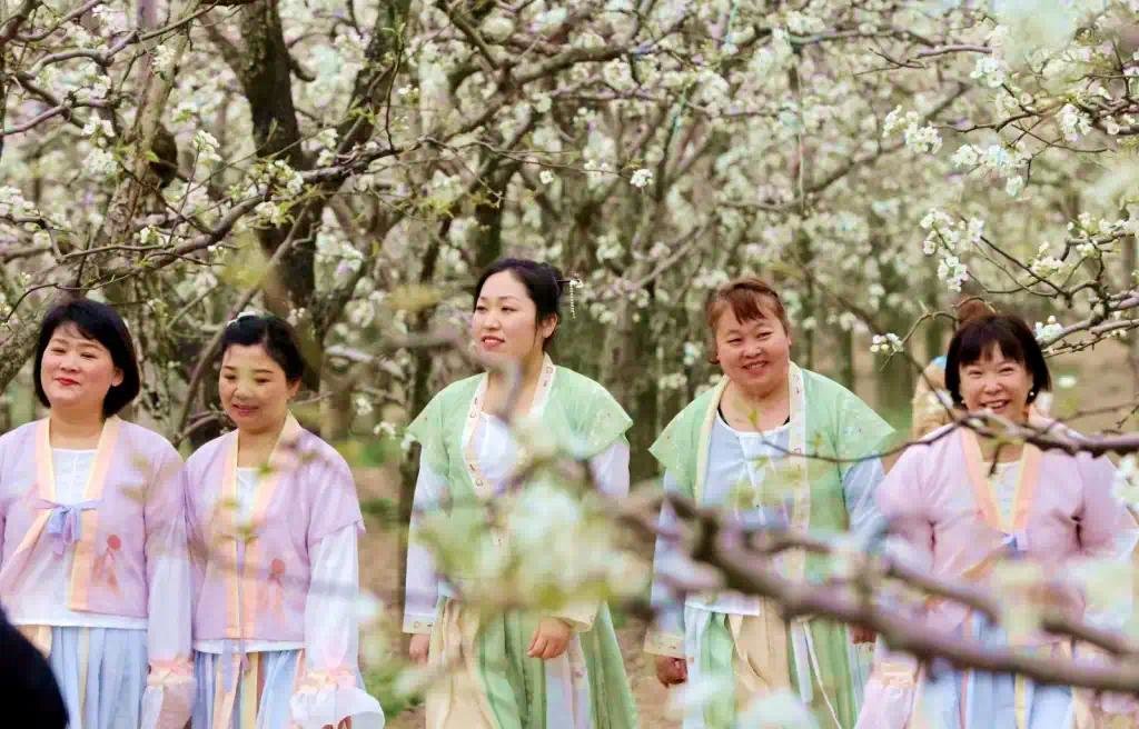 葛天故里 梨花飞雪|中国·宁陵第二十届梨花节盛大开幕