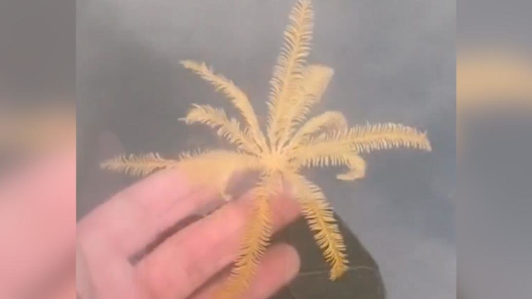 植物还是动物？羽毛海星入水后翩翩起舞