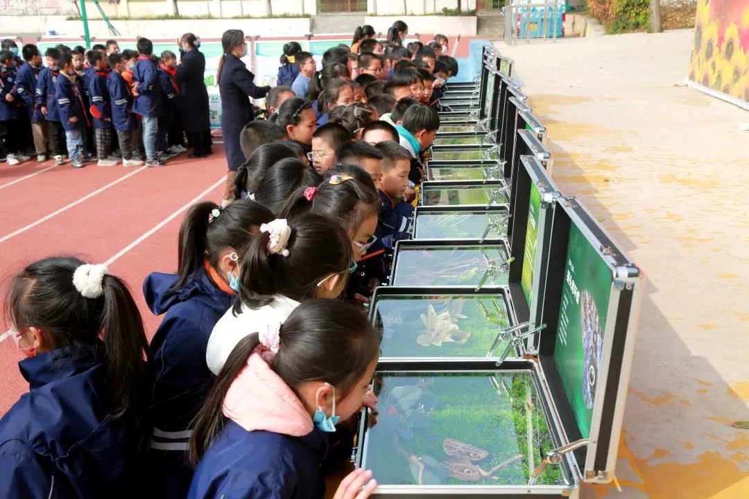 同学们对“伪装大师”“昆虫歌手”系列科普展品兴趣浓厚