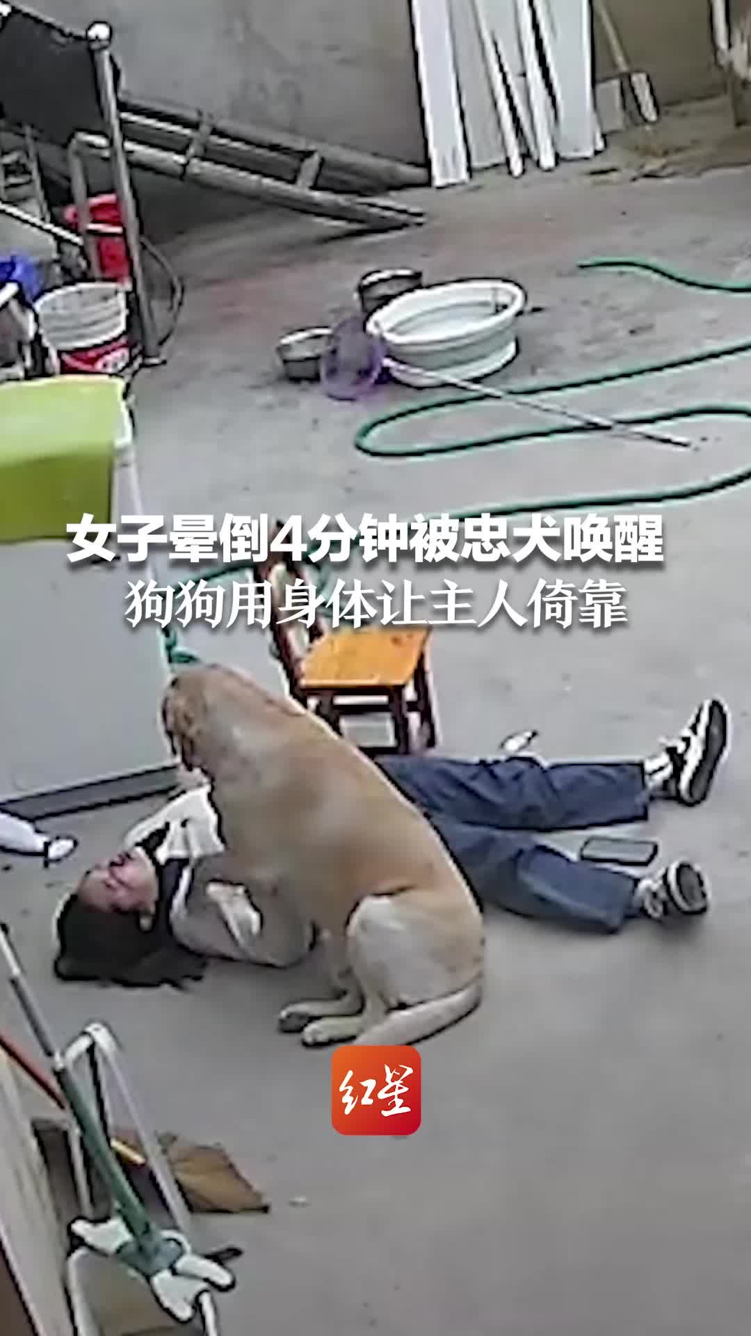 女子晕倒4分钟被忠犬唤醒 狗狗用身体让主人倚靠