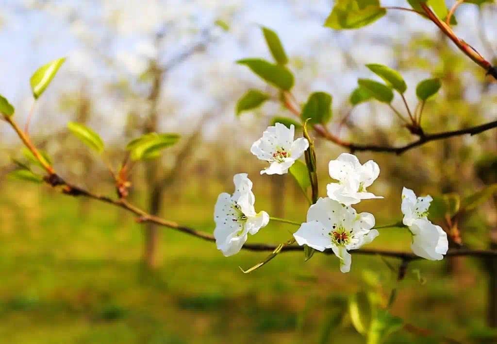 葛天故里 梨花飞雪|中国·宁陵第二十届梨花节盛大开幕