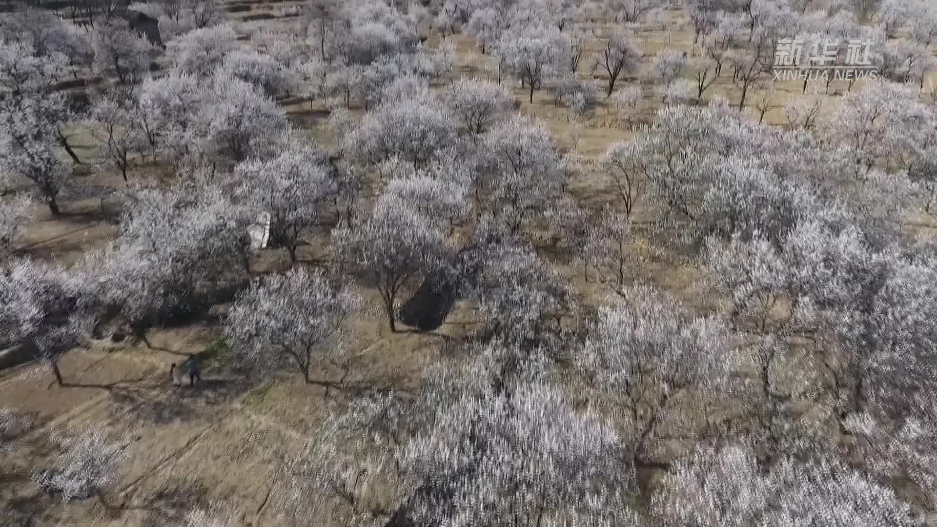 元代古村：杏林花海醉游人