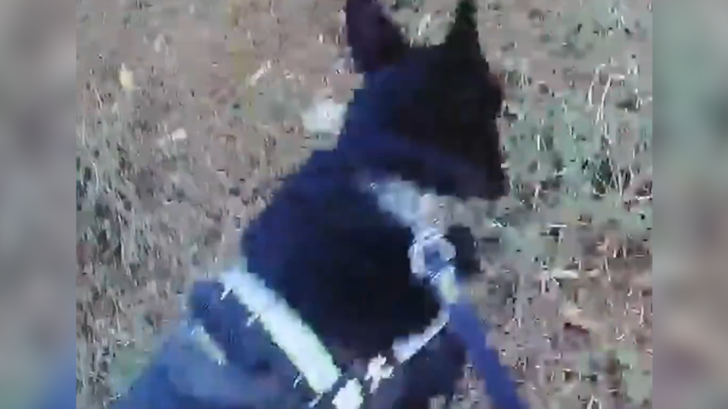 汪汪队又立功！警犬黑龙巡逻嗅出冰毒484克