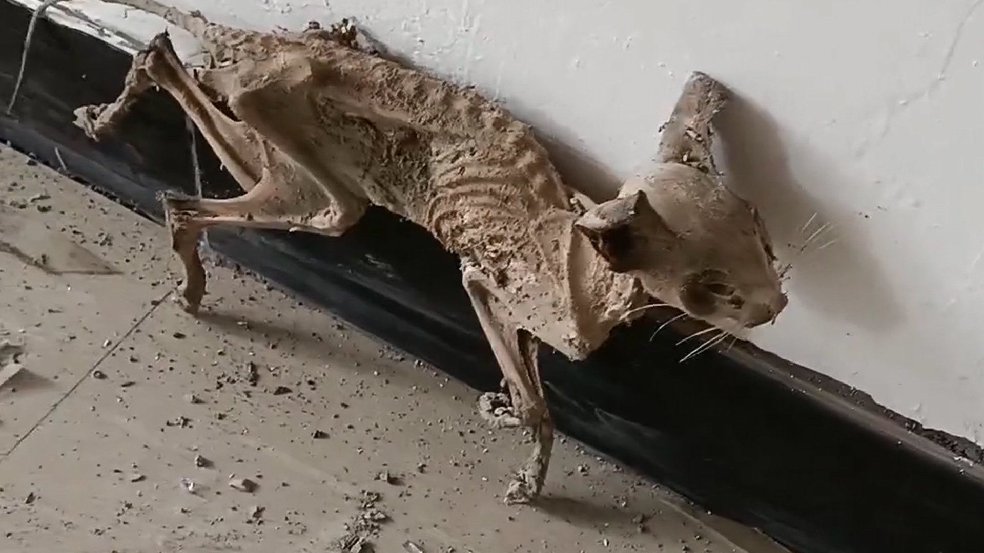 风干动物尸体靠墙站立形态"诡异",拍摄者:新楼盘卫生间发现的_凤凰网