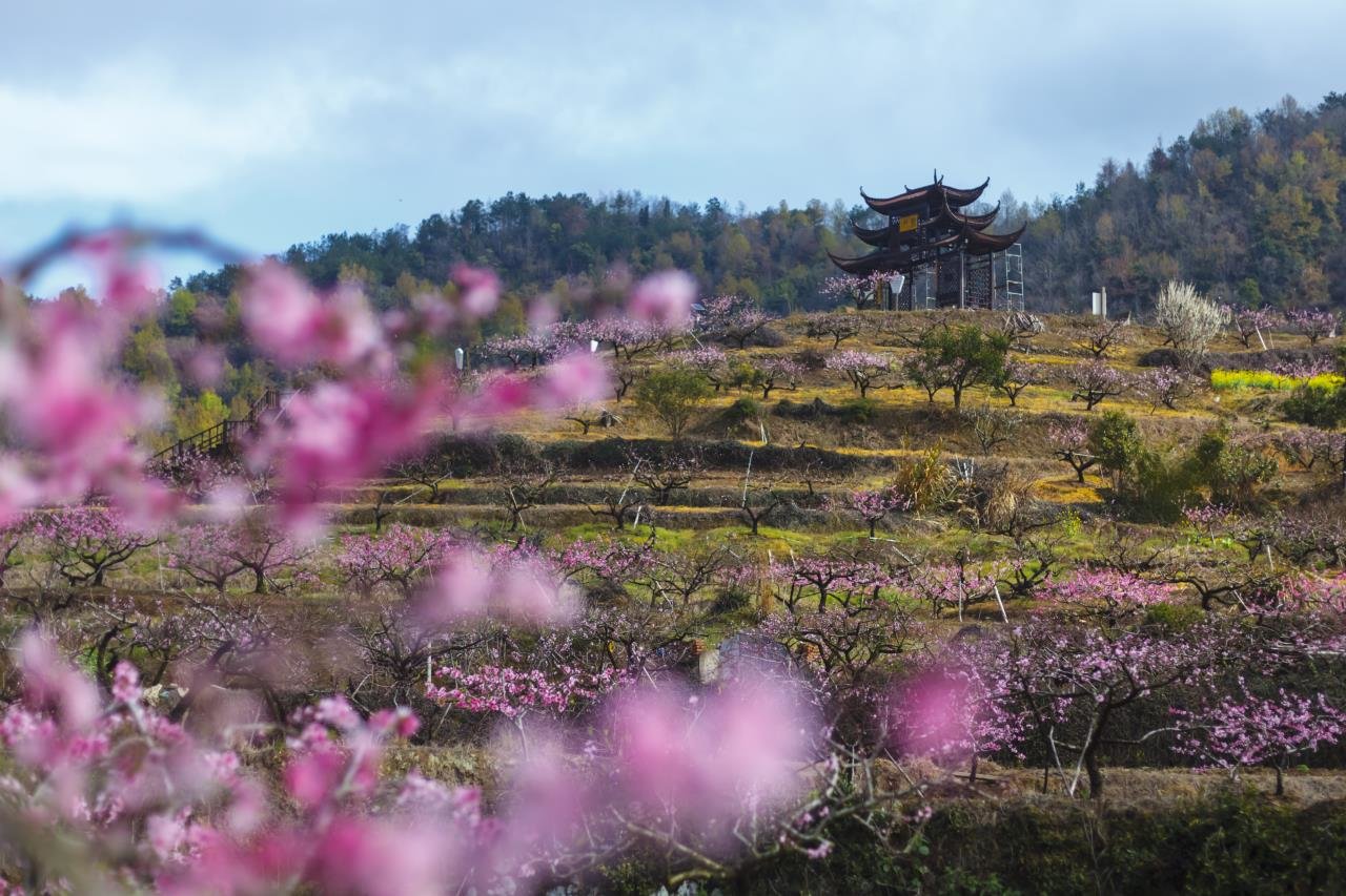 宁海万亩桃园迎客,这些“新场景”请你来打卡!