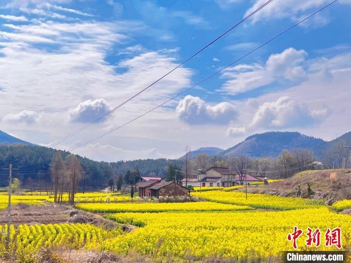 陕西汉中春意浓 “最美油菜花海”灿烂盛放凤凰网陕西_凤凰网