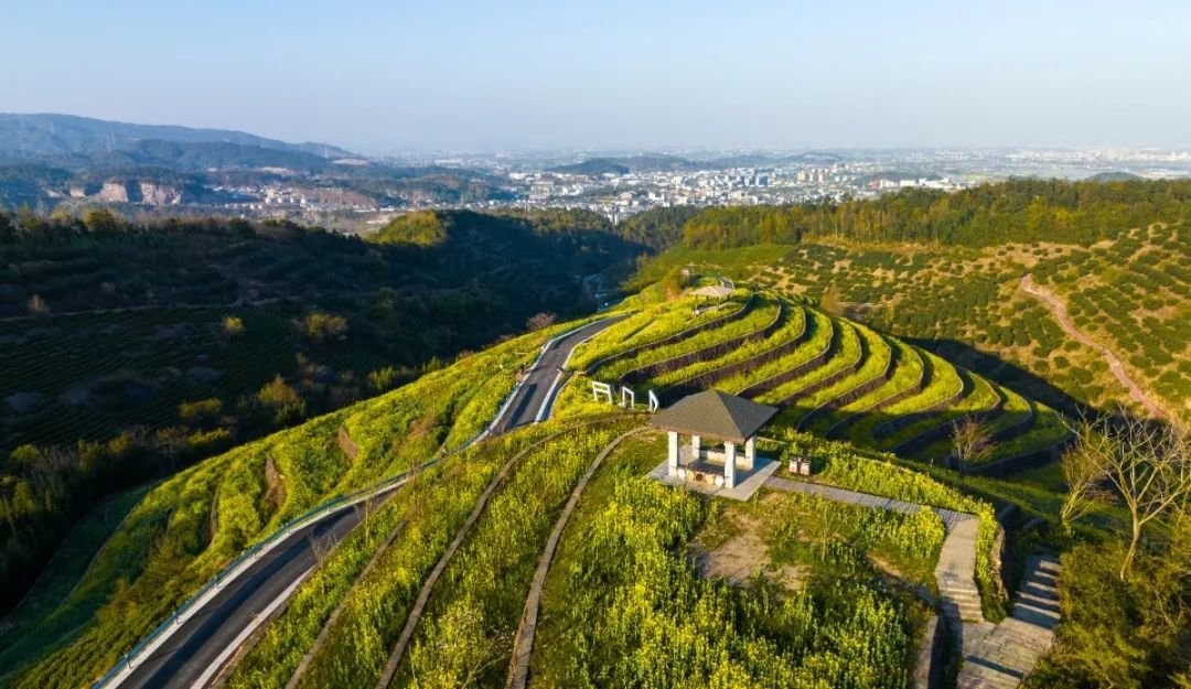 鄞江它山堰油菜花图片