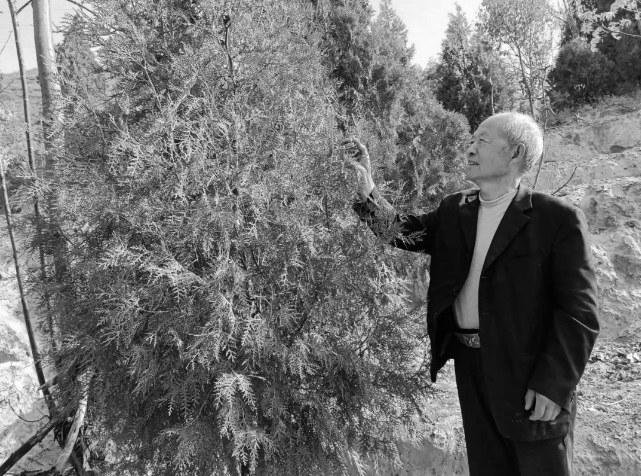 毛志英像照顾孩子一样照看着每棵树苗。2022年，他种下了2000株侧柏。新甘肃&middot;甘肃农民报通讯员 任永忠 摄