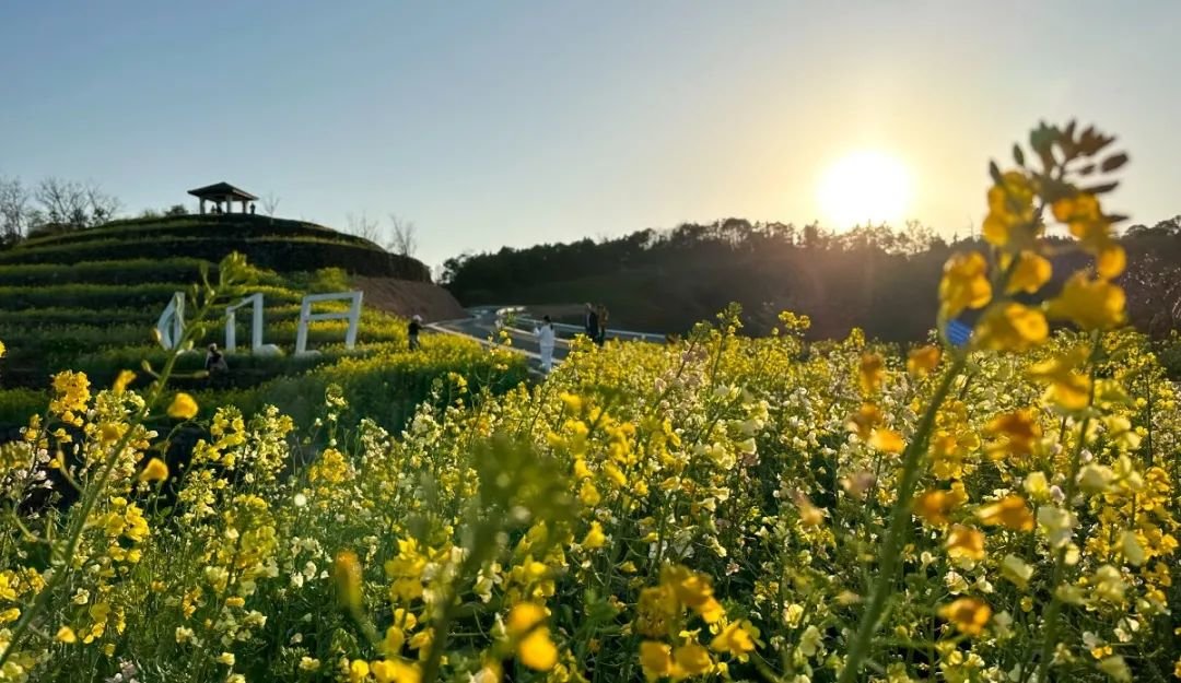 鄞江它山堰油菜花图片