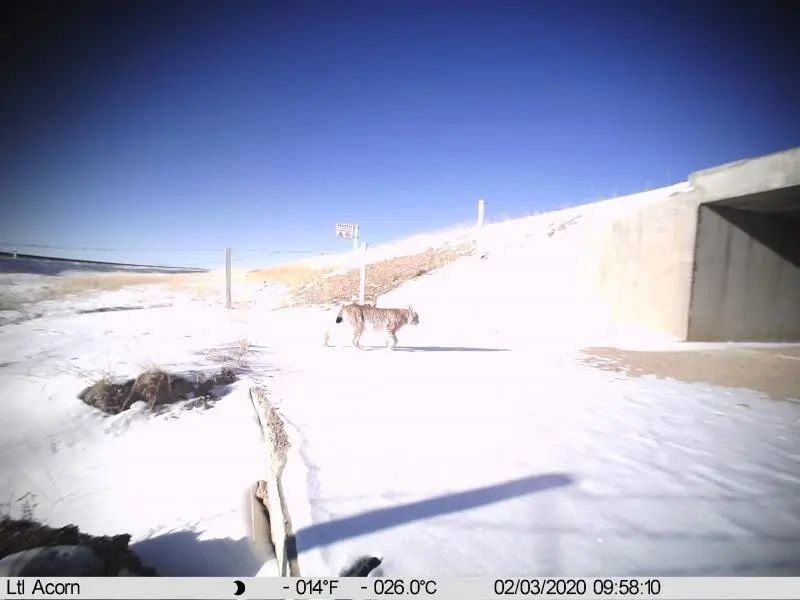 在国家公园里,如何修一条人与动物能和谐相处的道路?