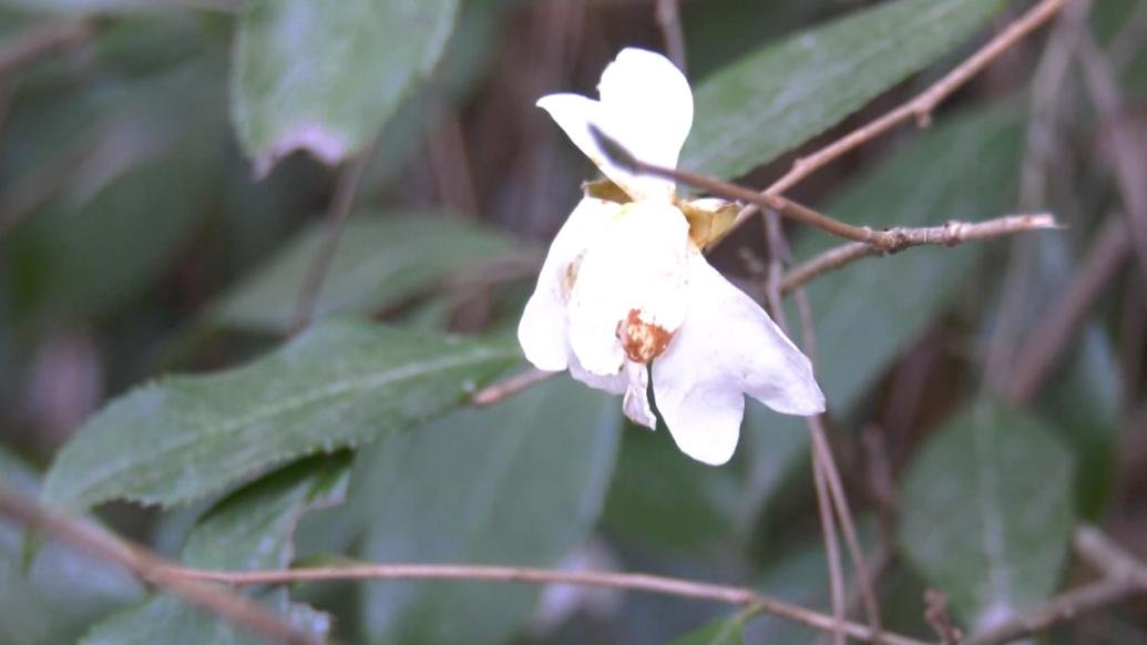 湖北竹山发现国家二级保护植物长瓣短柱茶